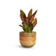 Vaso Redondo Fibras Naturais Jane D20 A19 - TS Brasil
